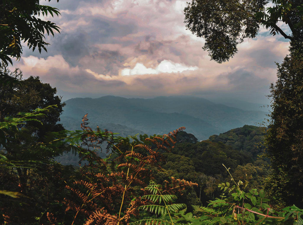 A photo of the environment where Peet's Rwanda Izuba single origin medium roast is grown